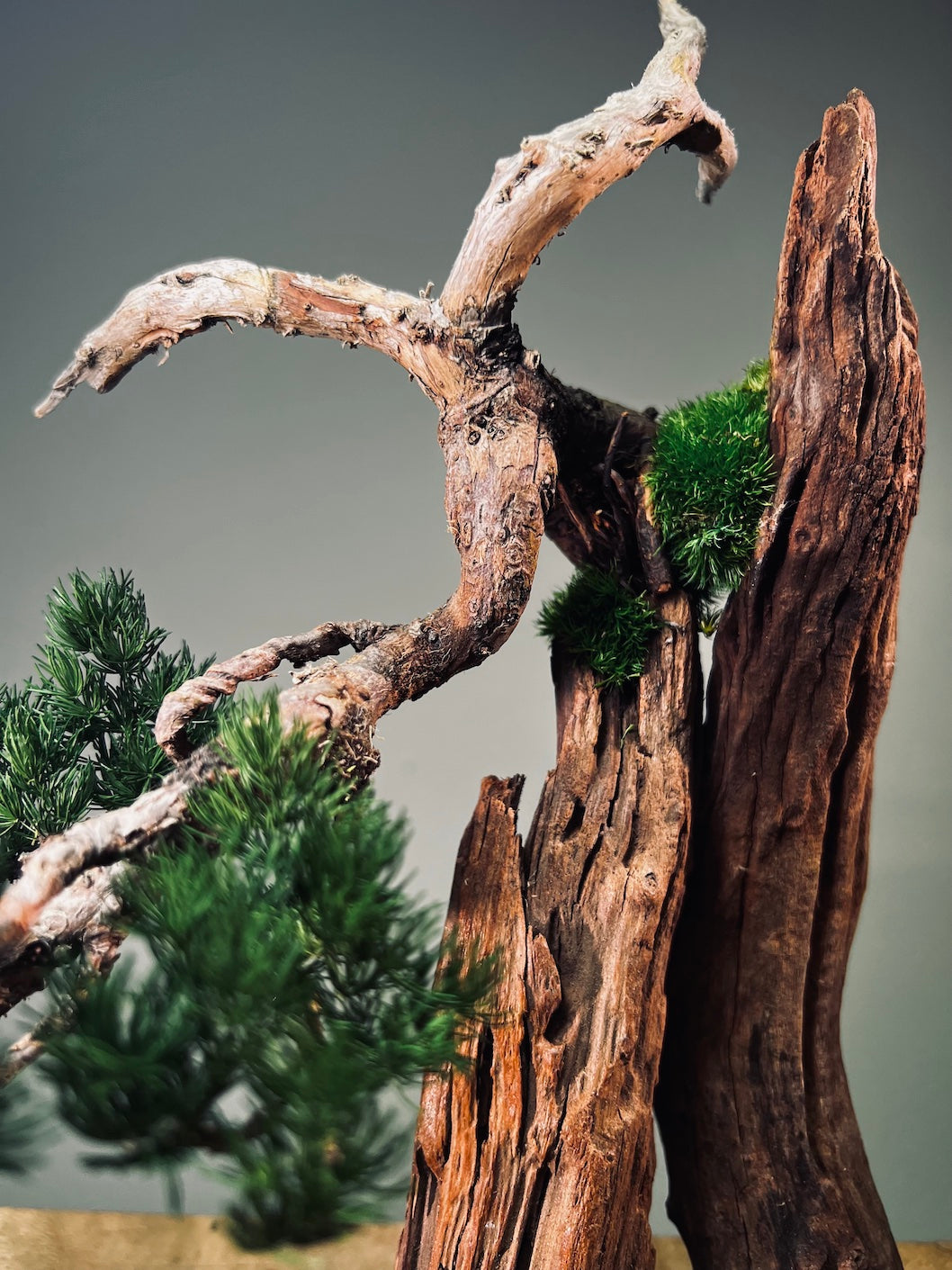 Juniper by the Winding Path - Cliffwood edition (Preserved Plants)