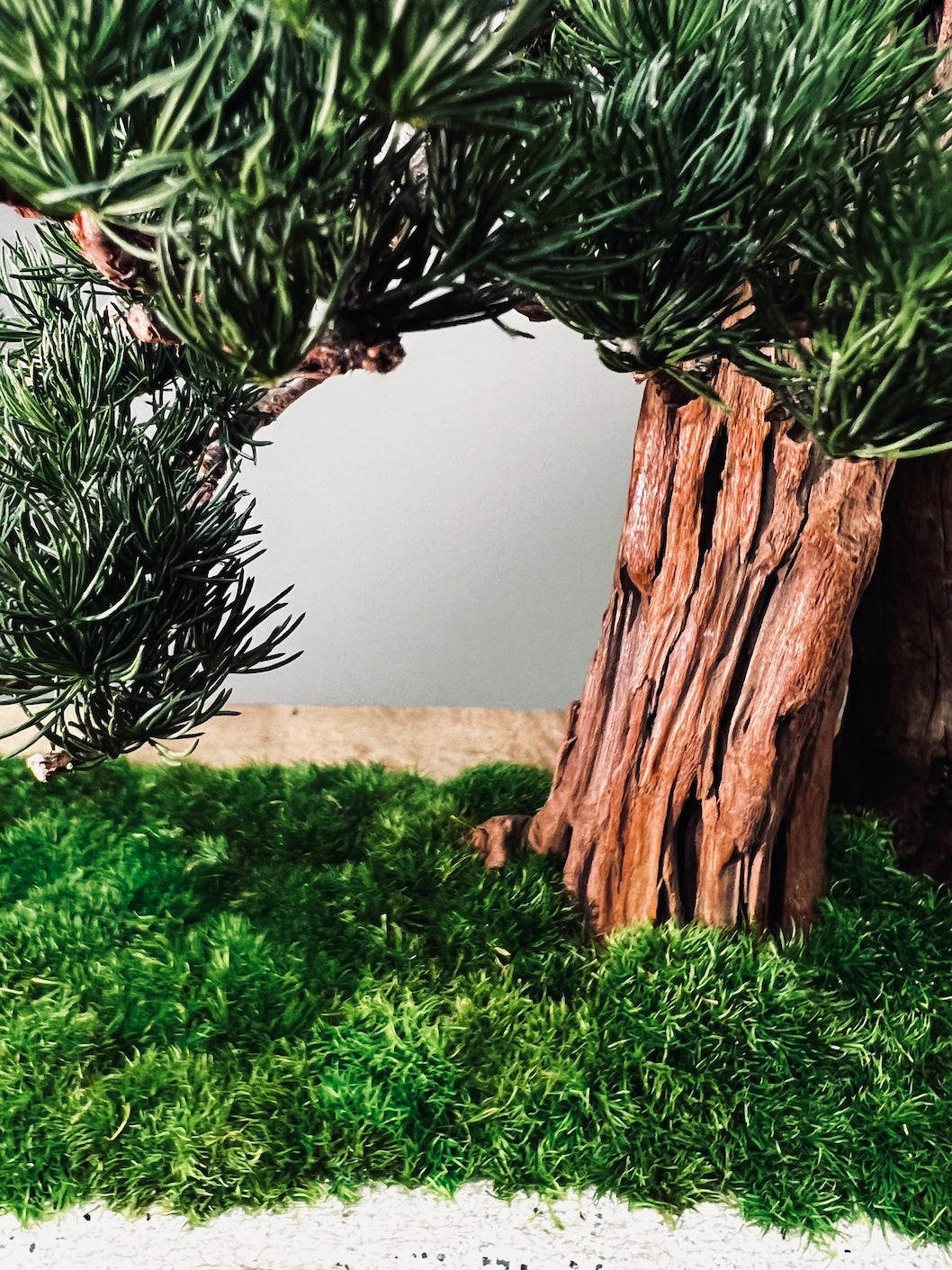 Juniper by the Winding Path - Cliffwood edition (Preserved Plants)