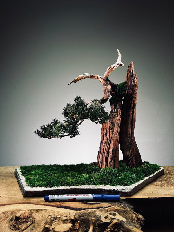 Juniper by the Winding Path - Cliffwood edition (Preserved Plants)