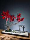 Theatre of Autumn - Flaming Maple (Preserved Plants)
