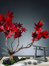 Theatre of Autumn - Flaming Maple (Preserved Plants)