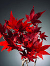 Theatre of Autumn - Flaming Maple (Preserved Plants)