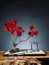 Theatre of Autumn - Flaming Maple (Preserved Plants)