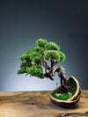 Juniper by the Winding Path - Half Moon (Preserved Plants)