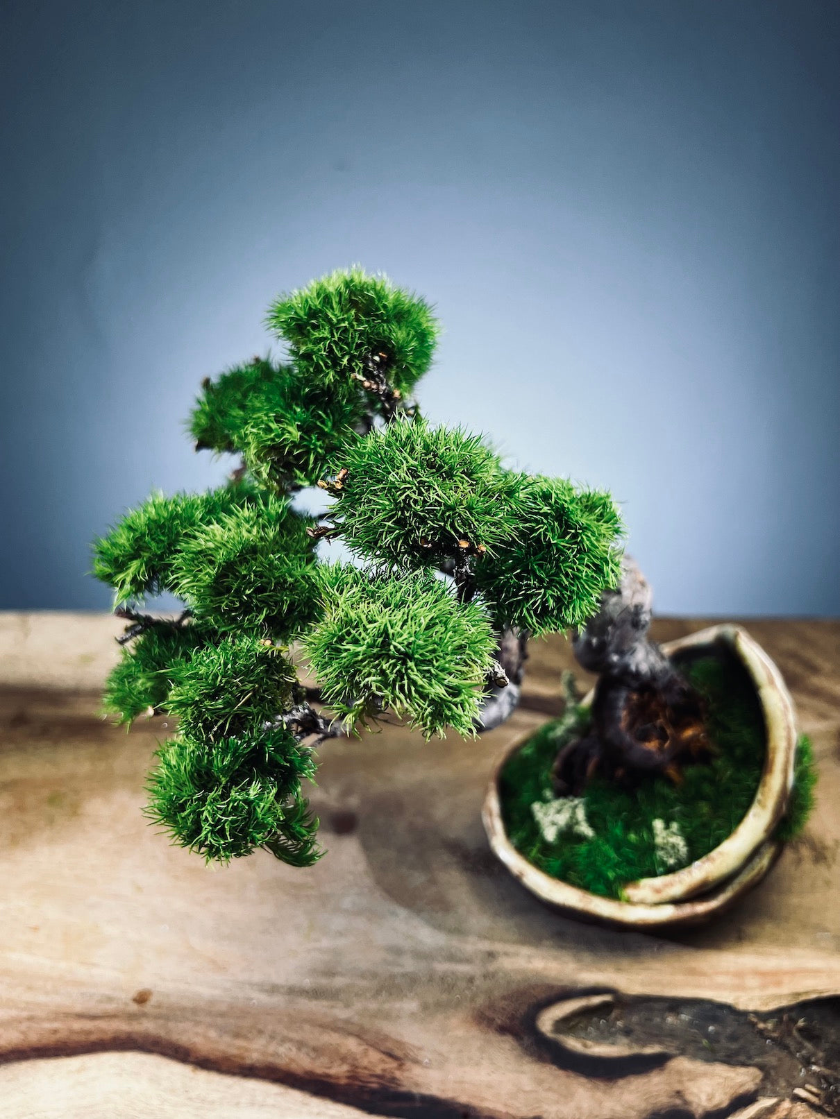 Juniper by the Winding Path - Half Moon (Preserved Plants)