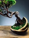 Juniper by the Winding Path - Half Moon (Preserved Plants)