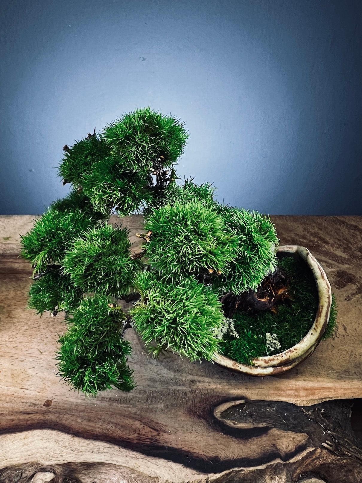 Juniper by the Winding Path - Half Moon (Preserved Plants)