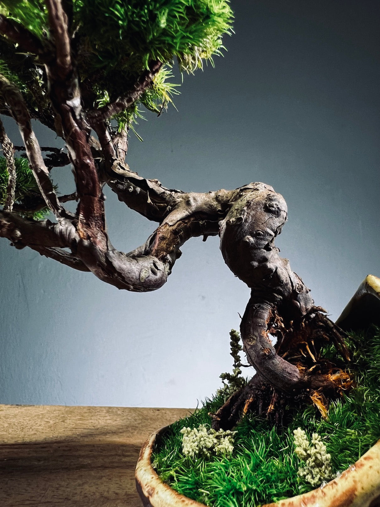 Juniper by the Winding Path - Half Moon (Preserved Plants)