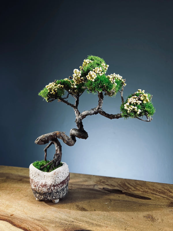 Juniper by the Winding Path - West Wind Moves (Preserved Plants)