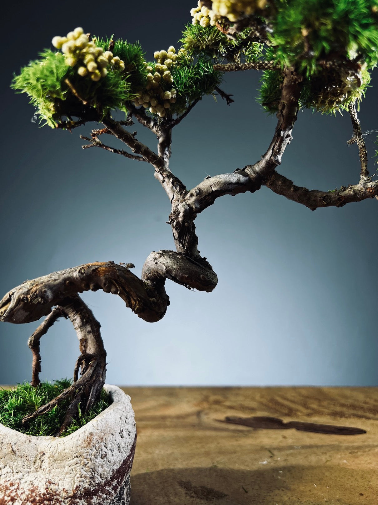 Juniper by the Winding Path - West Wind Moves (Preserved Plants)