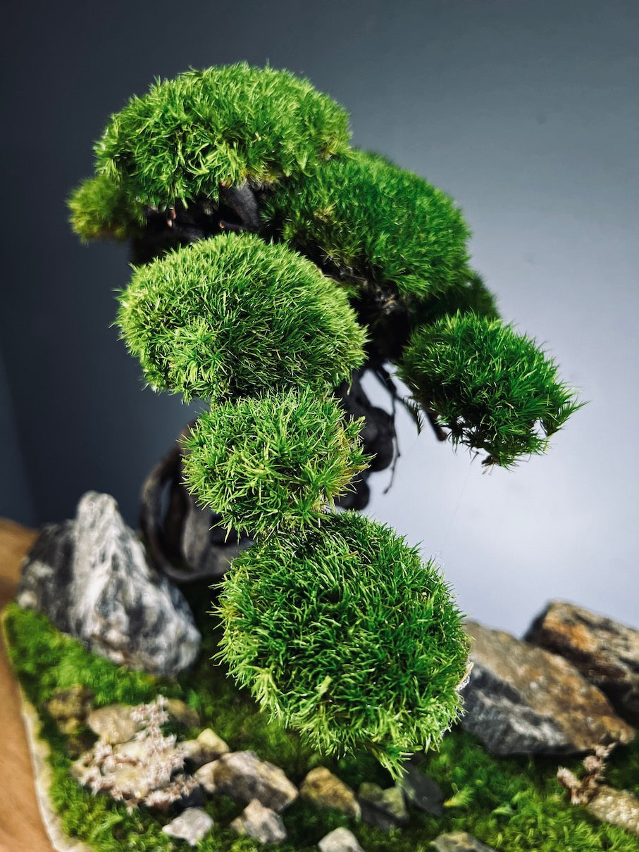 Emerald Hill (Preserved Plants)