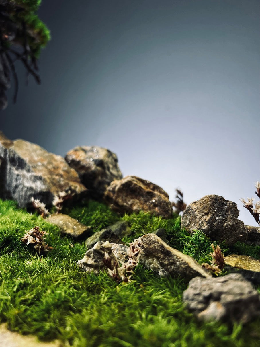 Emerald Hill (Preserved Plants)