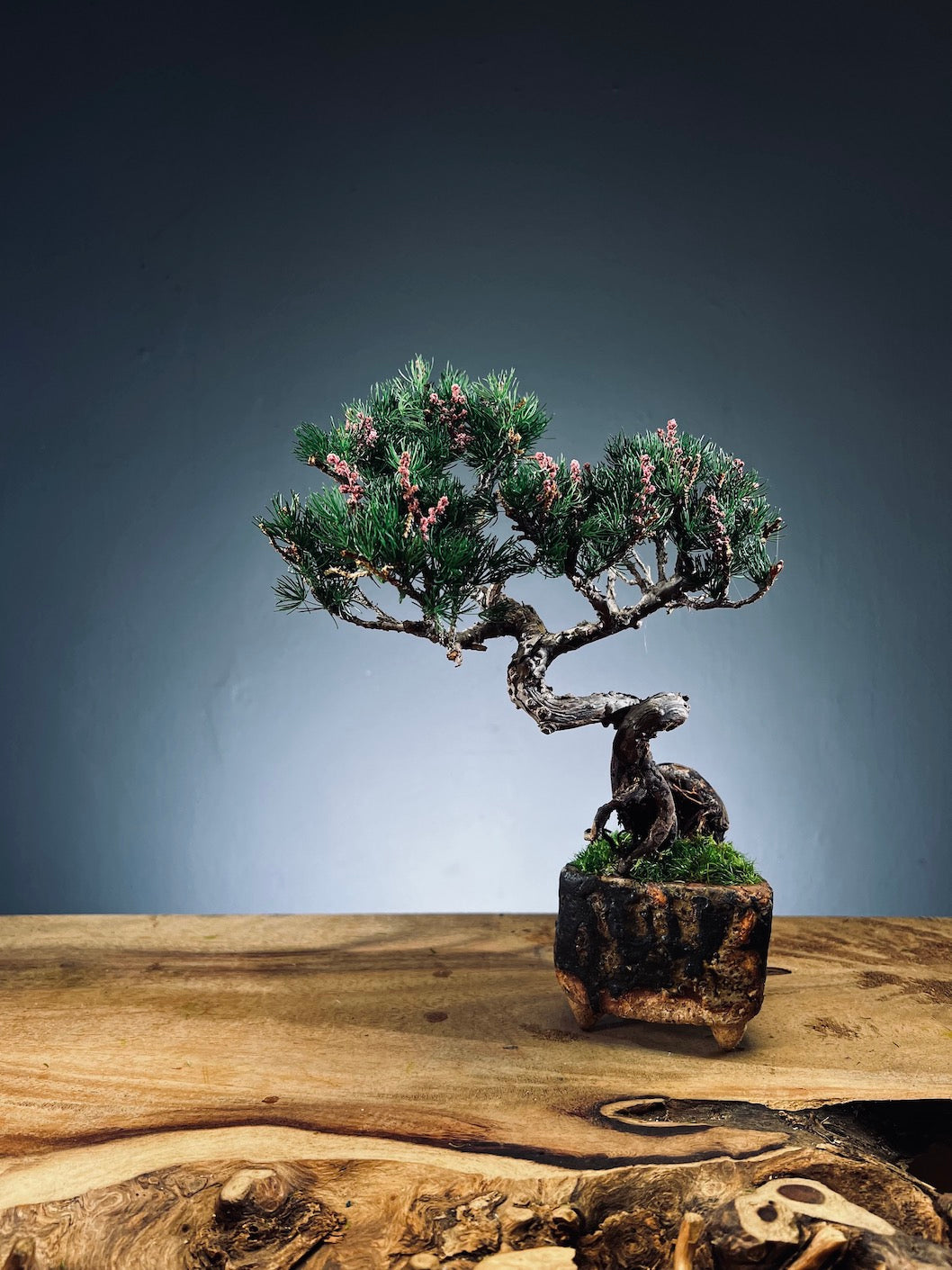 Juniper by the Winding Path - Tender (Preserved Plants)