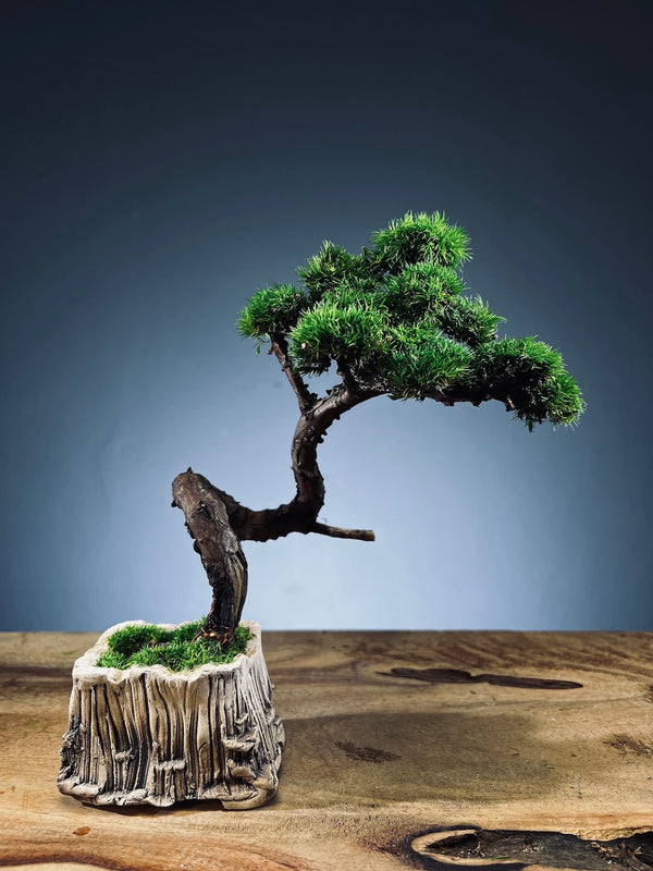 Juniper by the Winding Path (Preserved Plants)