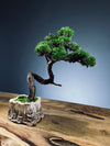 Juniper by the Winding Path (Preserved Plants)