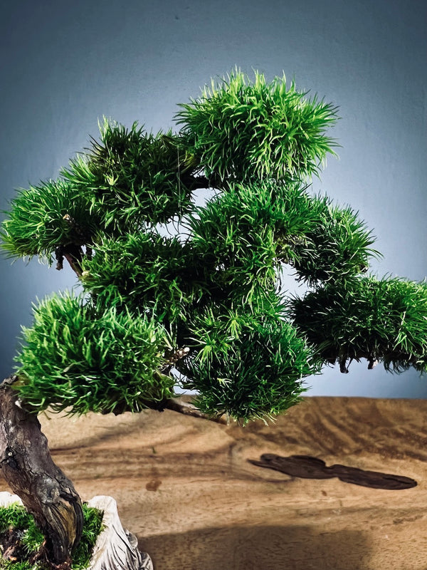 Juniper by the Winding Path (Preserved Plants)