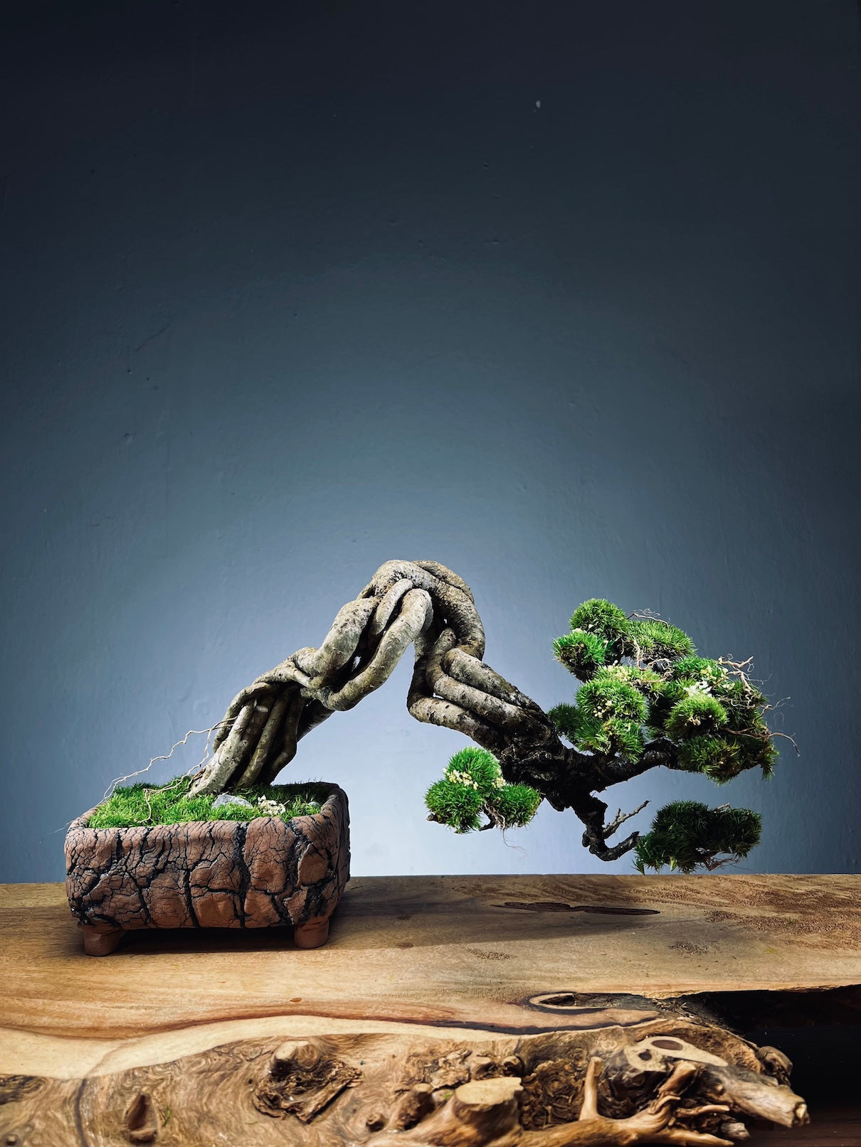 Lone Pine - Cultured Steel (Preserved Plants)
