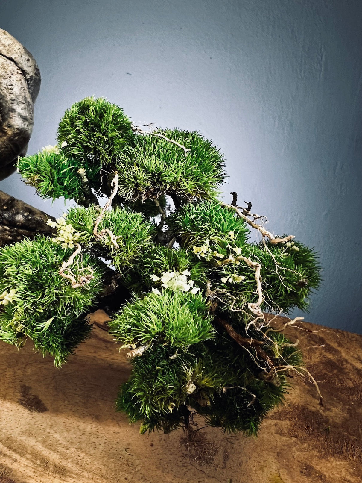 Lone Pine - Cultured Steel (Preserved Plants)