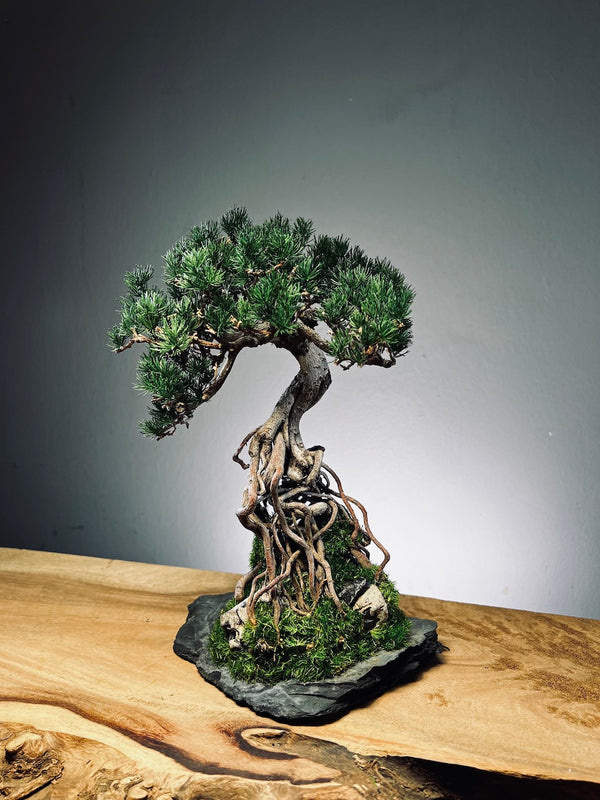 Rise - Stormy Hill edition (Preserved Plants)