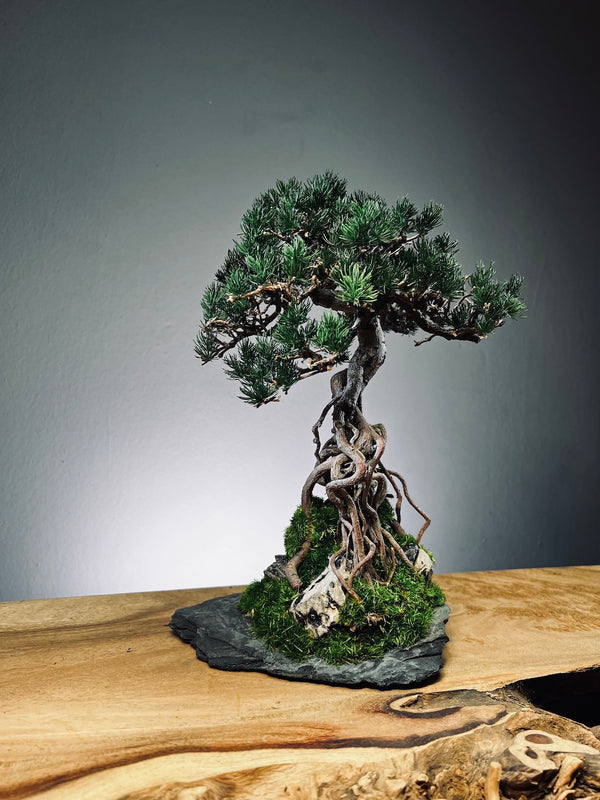 Rise - Stormy Hill edition (Preserved Plants)