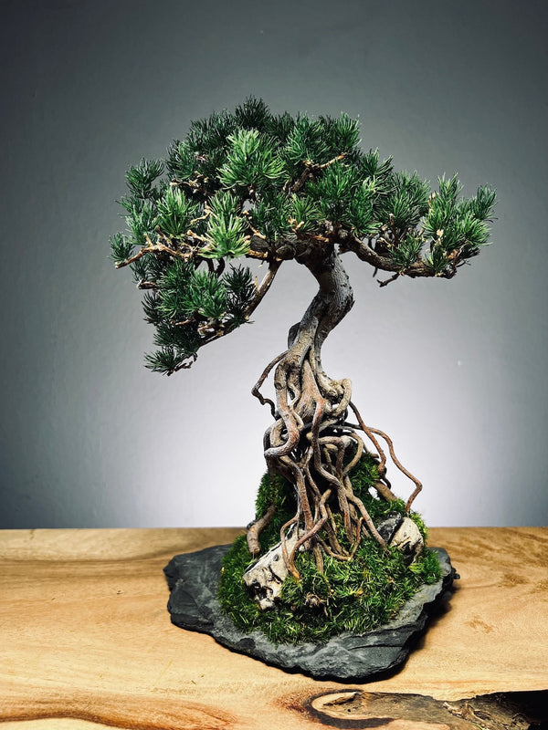 Rise - Stormy Hill edition (Preserved Plants)