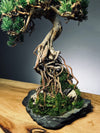 Rise - Stormy Hill edition (Preserved Plants)