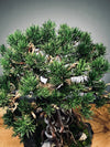 Rise - Stormy Hill edition (Preserved Plants)