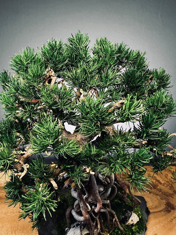 Rise - Stormy Hill edition (Preserved Plants)