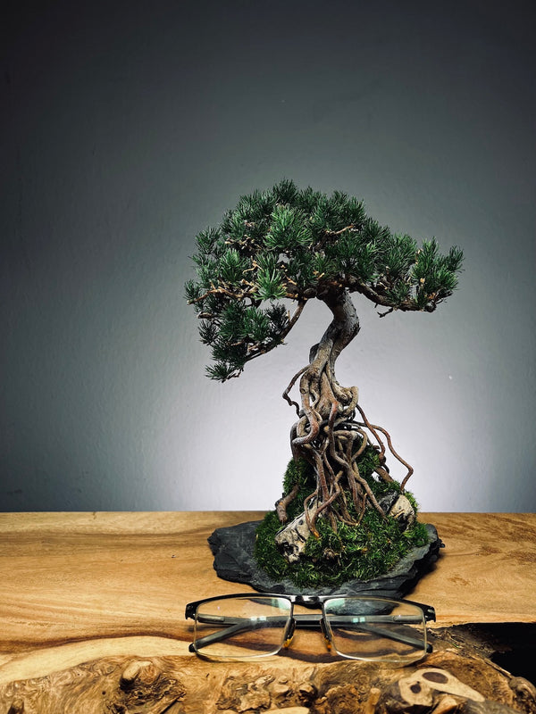 Rise - Stormy Hill edition (Preserved Plants)