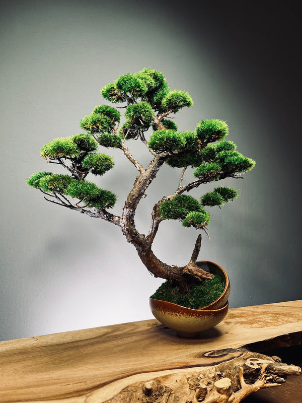 Lone Pine - Half Moon (Preserved Plants)