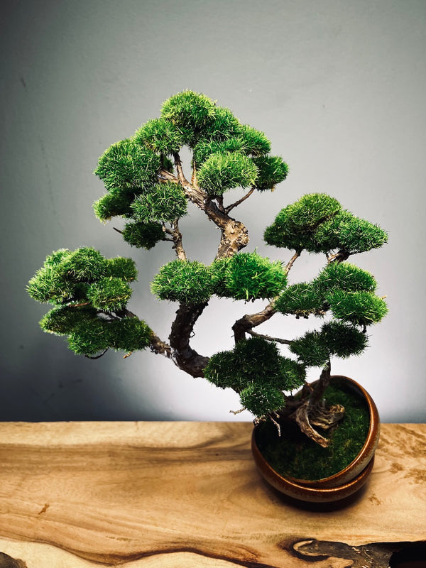 Lone Pine - Half Moon (Preserved Plants)