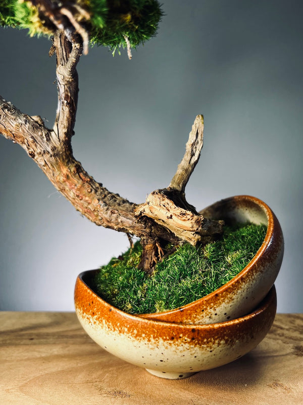 Lone Pine - Half Moon (Preserved Plants)