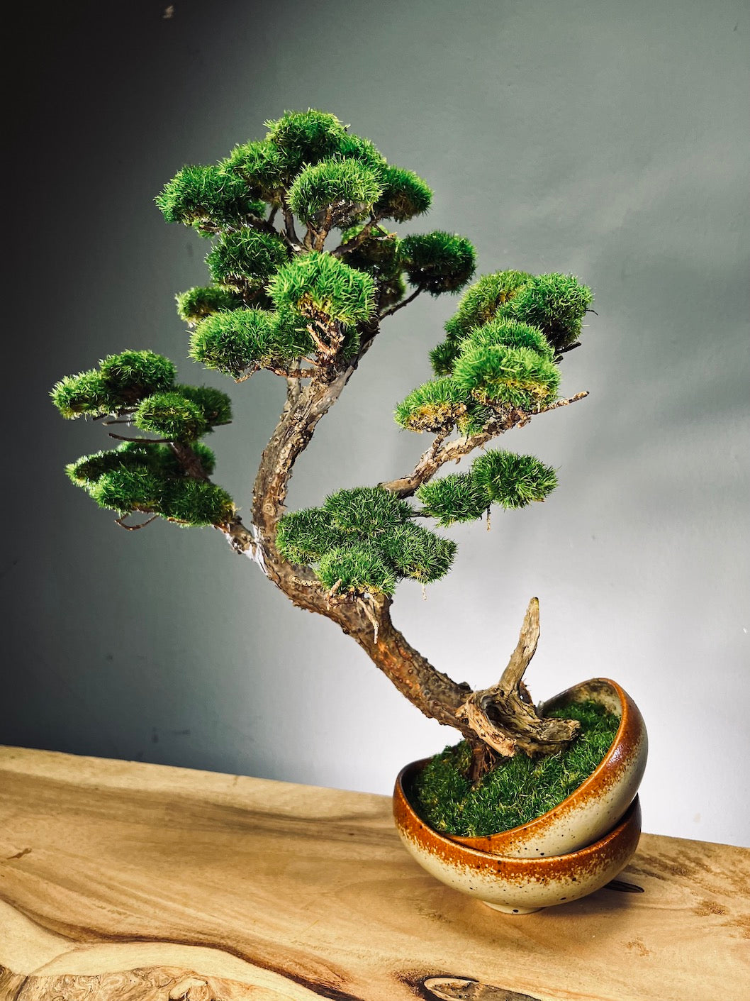 Lone Pine - Half Moon (Preserved Plants)