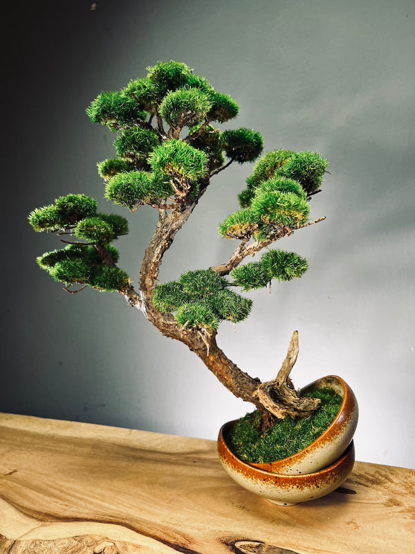 Lone Pine - Half Moon (Preserved Plants)