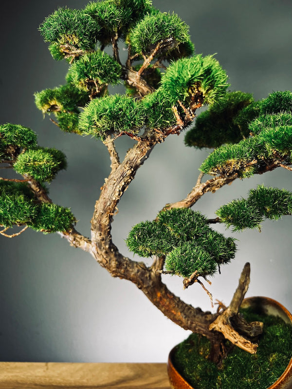 Lone Pine - Half Moon (Preserved Plants)