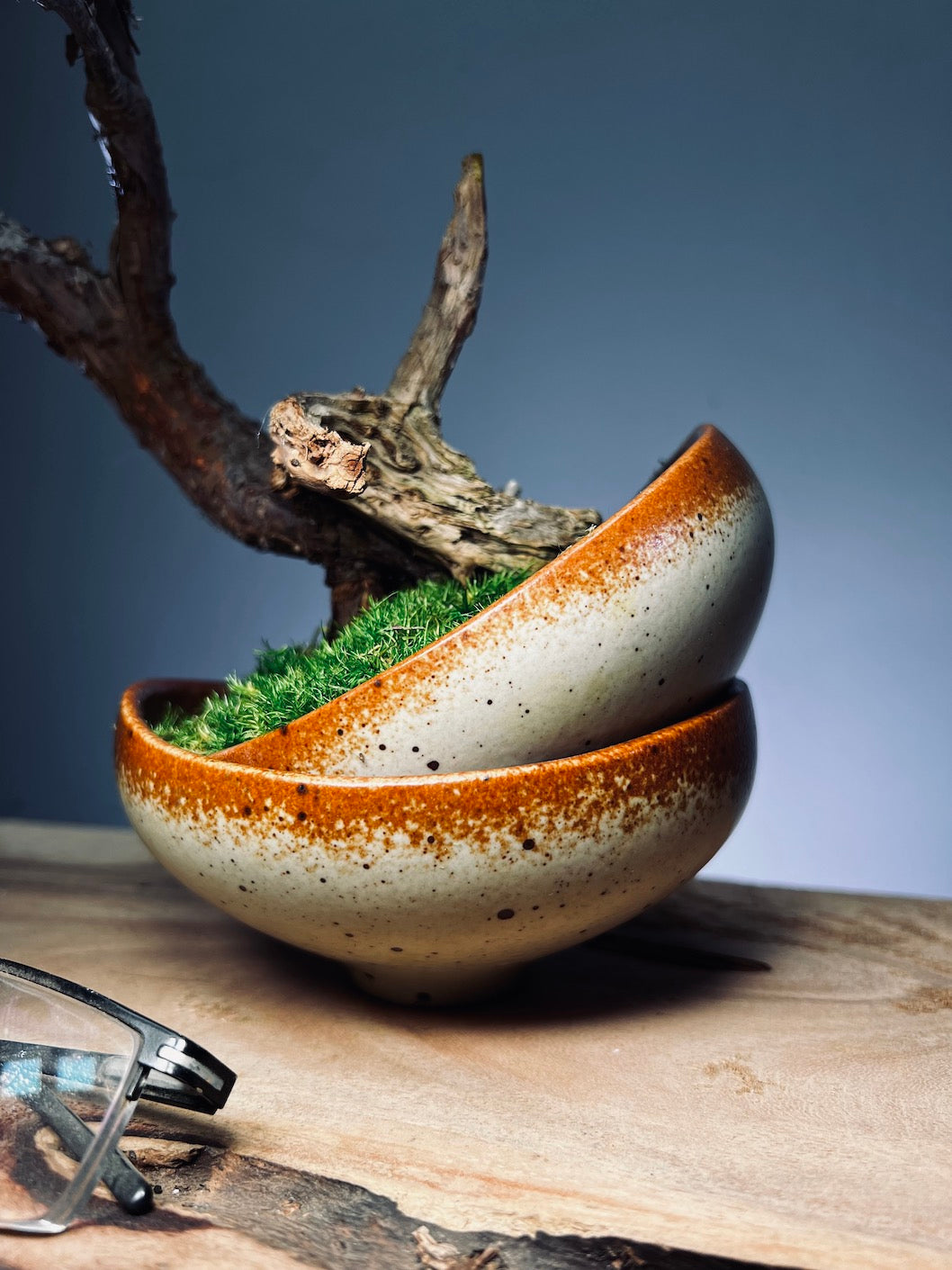 Lone Pine - Half Moon (Preserved Plants)