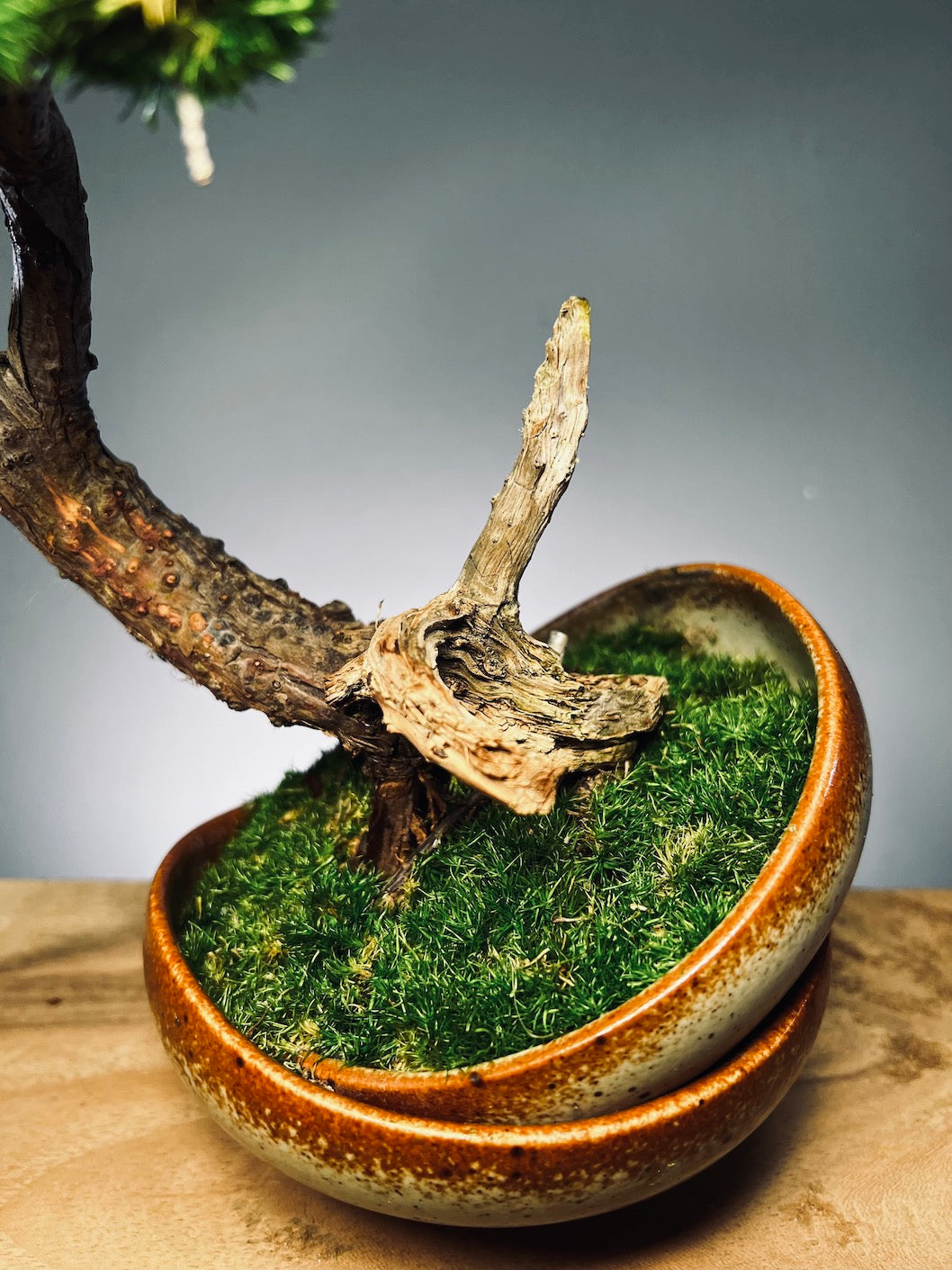 Lone Pine - Half Moon (Preserved Plants)