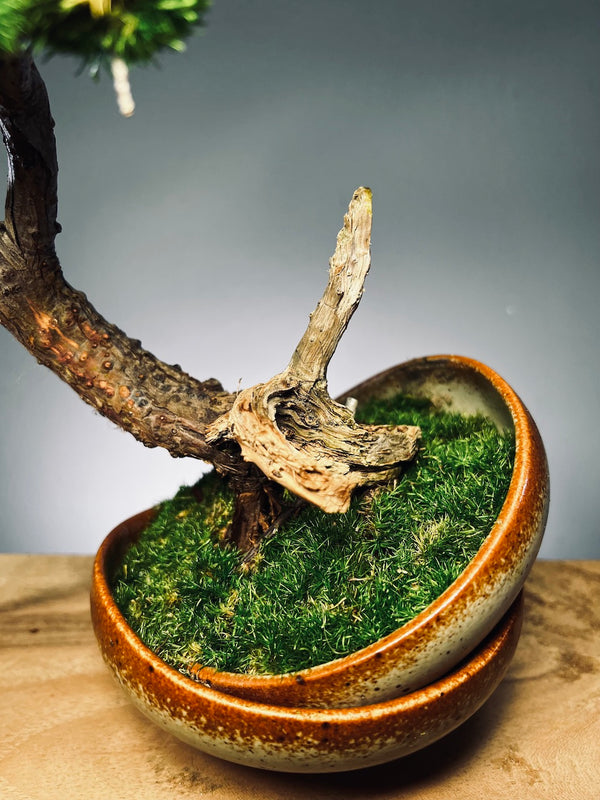 Lone Pine - Half Moon (Preserved Plants)