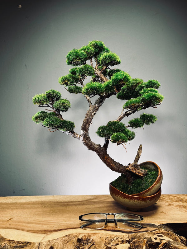 Lone Pine - Half Moon (Preserved Plants)