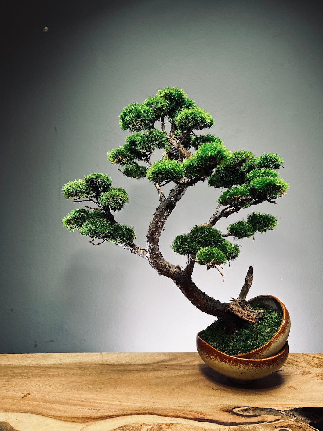 Lone Pine - Half Moon (Preserved Plants)