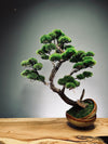 Lone Pine - Half Moon (Preserved Plants)