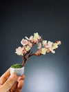 A Small Tree in the East - Cherry in Wait (Preserved Plants)