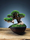 Slow Wood - Young - Garden edition (Preserved Plants)