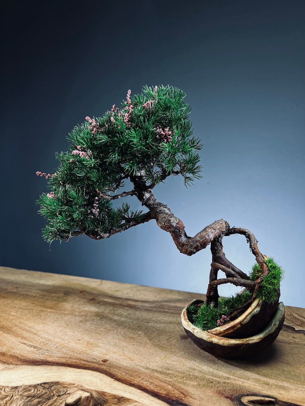 Juniper by the Winding Path - Half Moon - Tender (Preserved Plants)