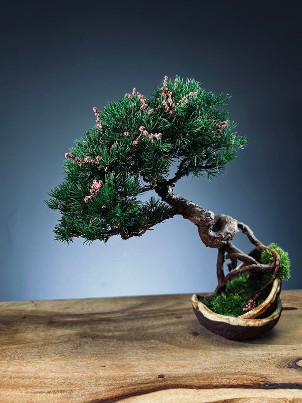 Juniper by the Winding Path - Half Moon - Tender (Preserved Plants)