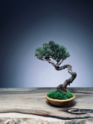 Light in the Garden - Juniper (Preserved Plants)
