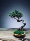 Light in the Garden - Juniper (Preserved Plants)