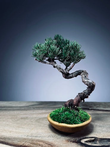Light in the Garden - Juniper (Preserved Plants)