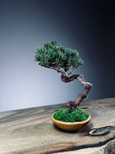 Light in the Garden - Juniper (Preserved Plants)