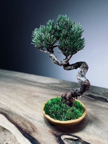 Light in the Garden - Juniper (Preserved Plants)